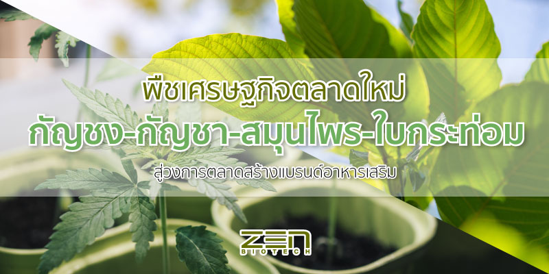 พืชเศรษฐกิจตลาดใหม่ กัญชง-กัญชา-สมุนไพร-ใบกระท่อม สู่วงการตลาดสร้างแบรนด์อาหารเสริม